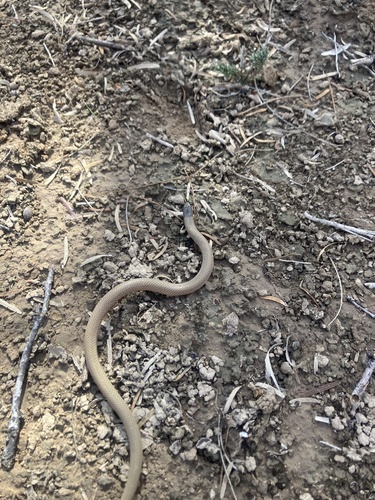 Ground Snake