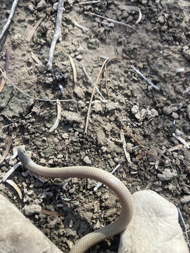 Ground Snake