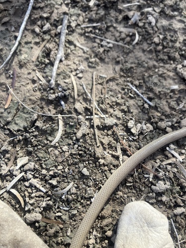 Ground Snake