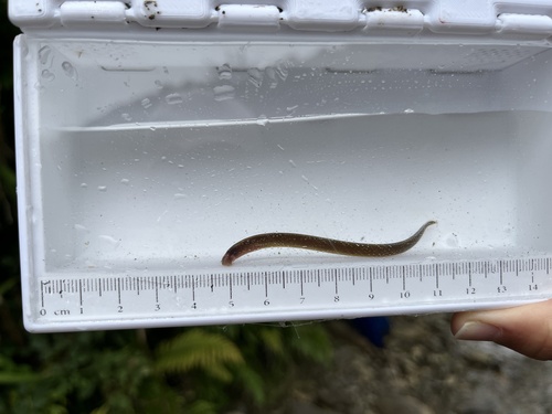 Lamprey (Geotria australis) — Geotriidae