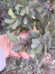 Quercus oblongifolia