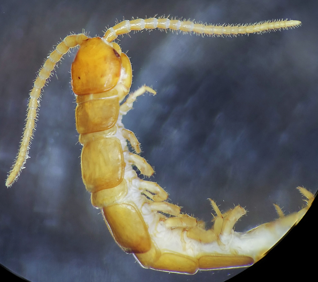 Pokabius bilabiatus
