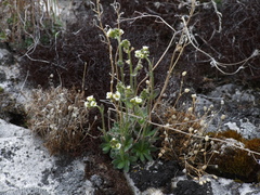 Draba cinerea
