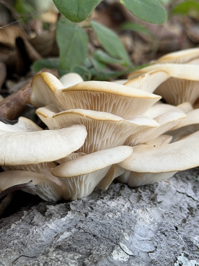 Pleurotus pulmonarius · January 2026 · photo: © aheyman1 (iNaturalist, cc0)