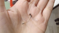 Ischnura fluviatilis