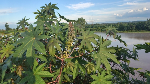 castor bean