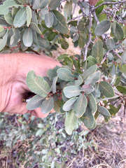 Quercus oblongifolia
