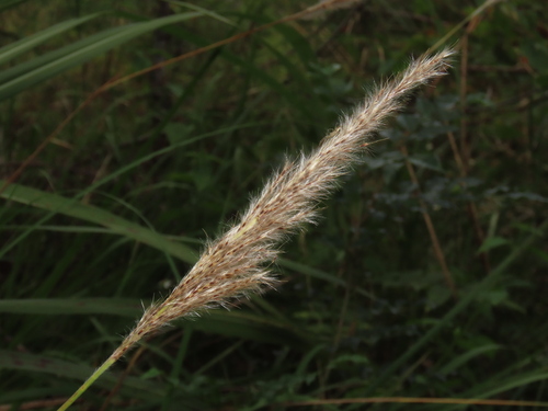 Saccharum formosanum (Saccharum formosanum)