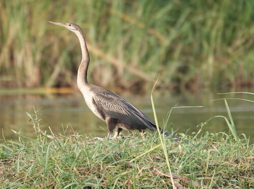 iNaturalist: (c) David F. Fraser, some rights reserved (CC BY-NC), uploaded by David F. Fraser iNaturalist image