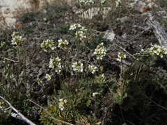Draba cinerea