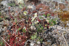 Draba cinerea