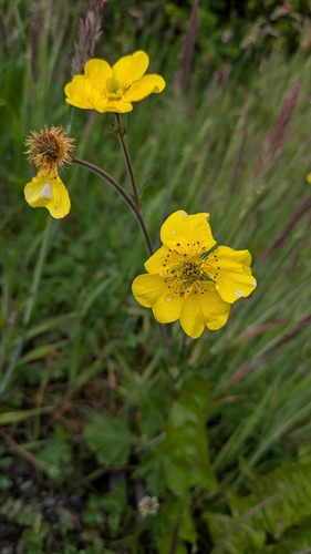 Geum magellanicum