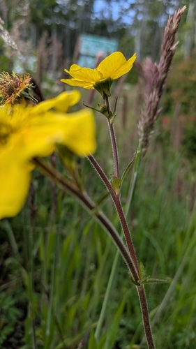 Foto de Geum magellanicum