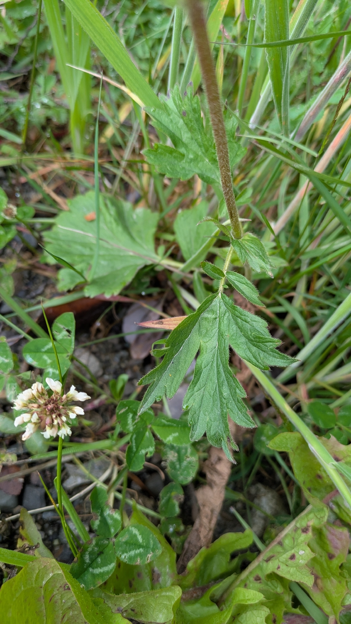 Imagem de Geum magellanicum
