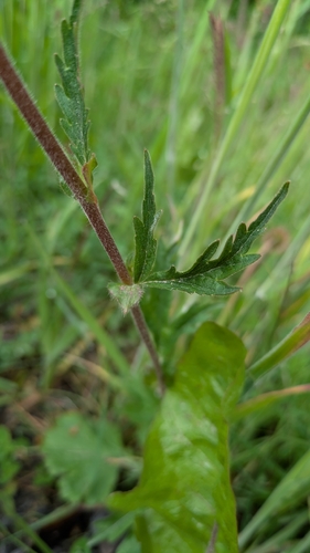 Foto de Geum magellanicum