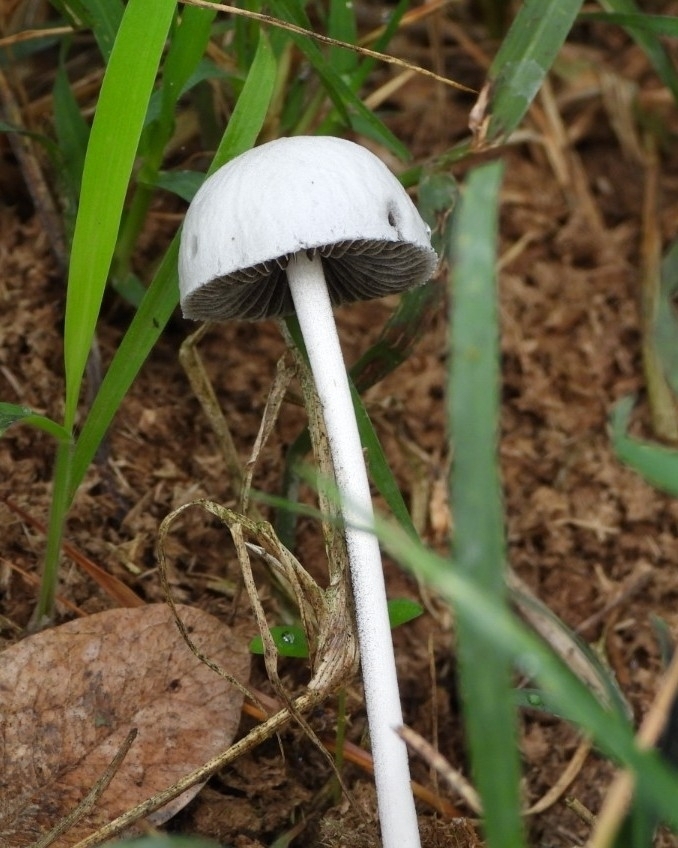 Panaeolus antillarum · January 2026 · photo: © mar_y_sierra_silvestre (iNaturalist, cc0)
