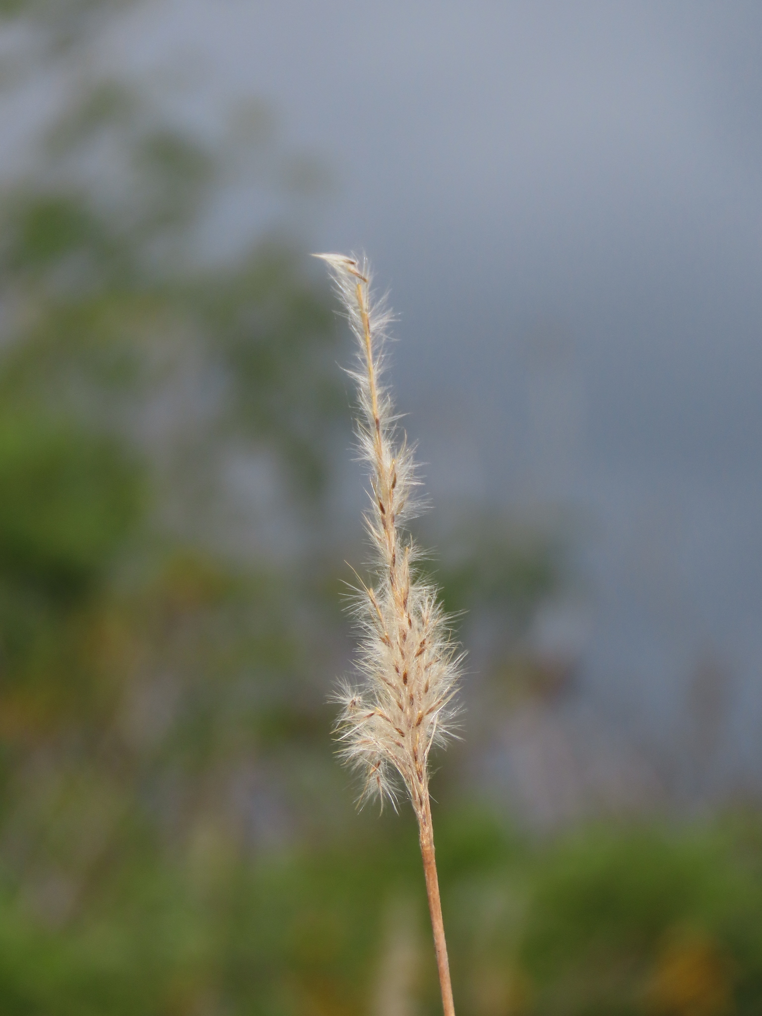 Saccharum formosanum