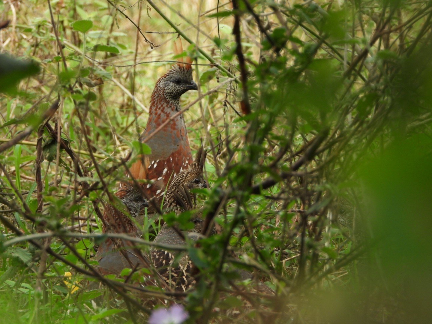Elegant Quail (Callipepla douglasii), photo 1