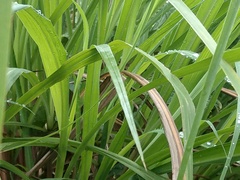 Cymbopogon nardus