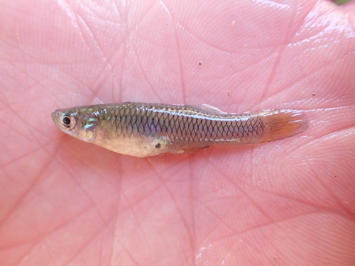 Tex-Mex gambusia (Gambusia speciosa) — Poeciliidae