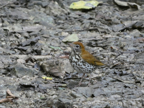 Wood Thrush (Hylocichla mustelina), photo 4