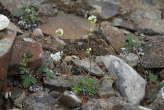 Draba cinerea