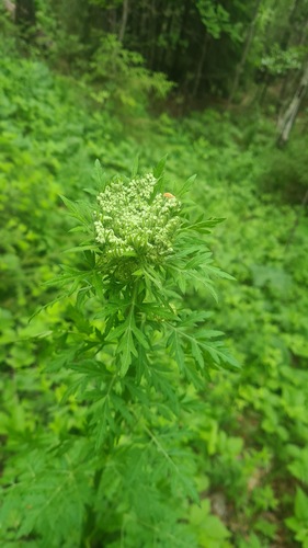 Ural rippensame (Pleurospermum uralense)