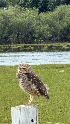 Burrowing Owl