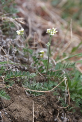 Draba cinerea