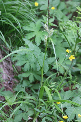 Northwest Territory sedge (Carex utriculata)