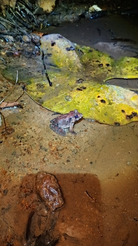 Limnonectes malesianus