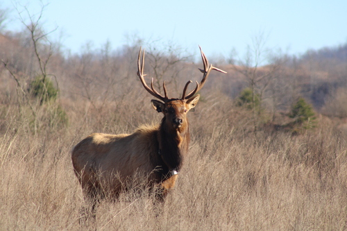 Elk photographed in West Virginia