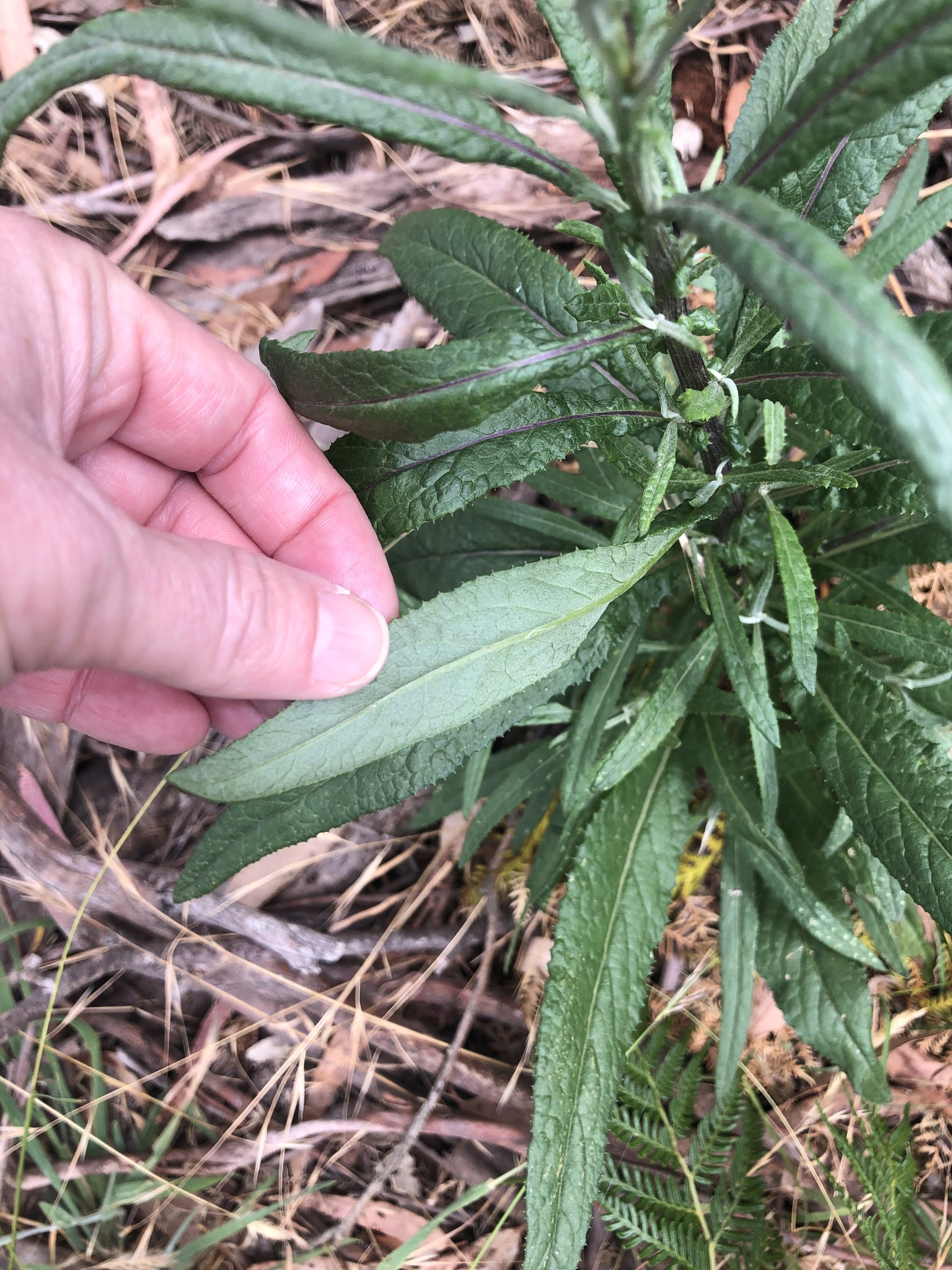 Imagem de Senecio minimus
