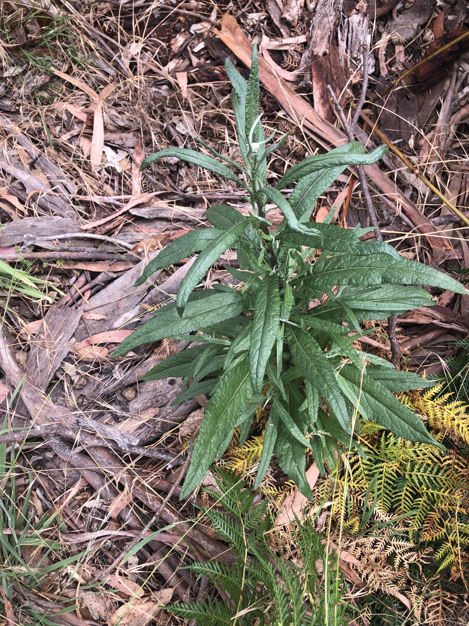 Imagem de Senecio minimus