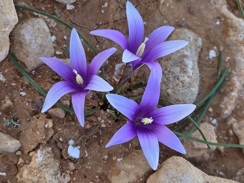 Romulea apollinis