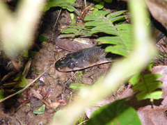 Coelognathus flavolineatus