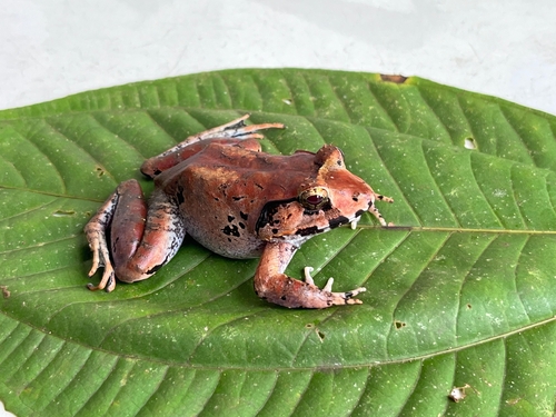 Limnonectes malesianus