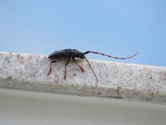 Andraegoidus rufipes