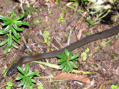 Coelognathus flavolineatus