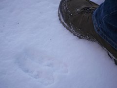 Cervus elaphus elaphus