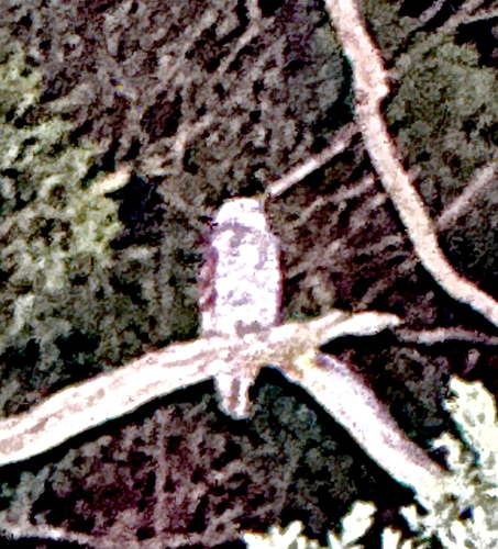 Powerful Owl (Ninox strenua), photo 7