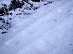 Cervus elaphus elaphus