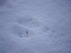 Cervus elaphus elaphus