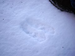 Cervus elaphus elaphus