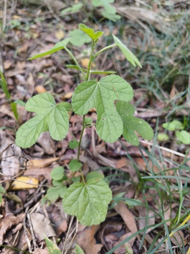 Hibiscus pedunculatus, photograph 2