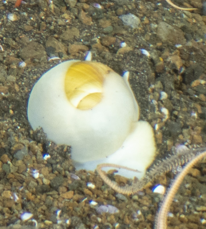 Amauropsis paludinaeformis