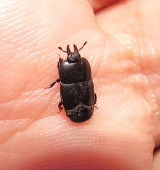 Hololepta