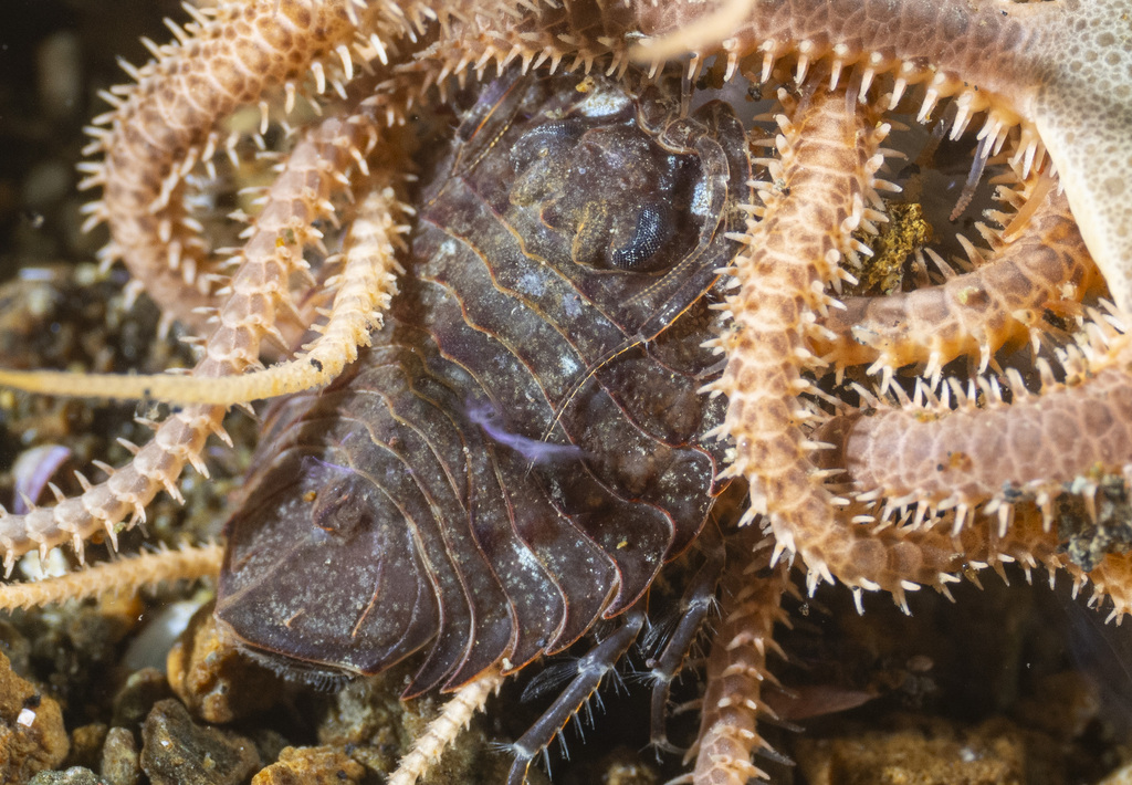 Paraserolis polita