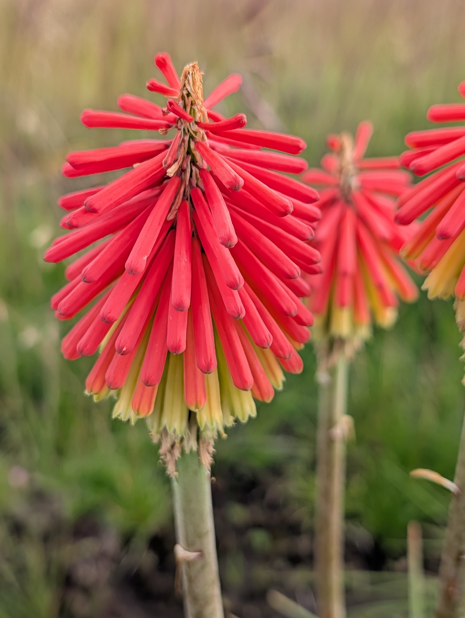Red hot poker