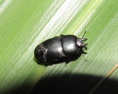 Hololepta